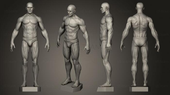 Male Anatomy Study